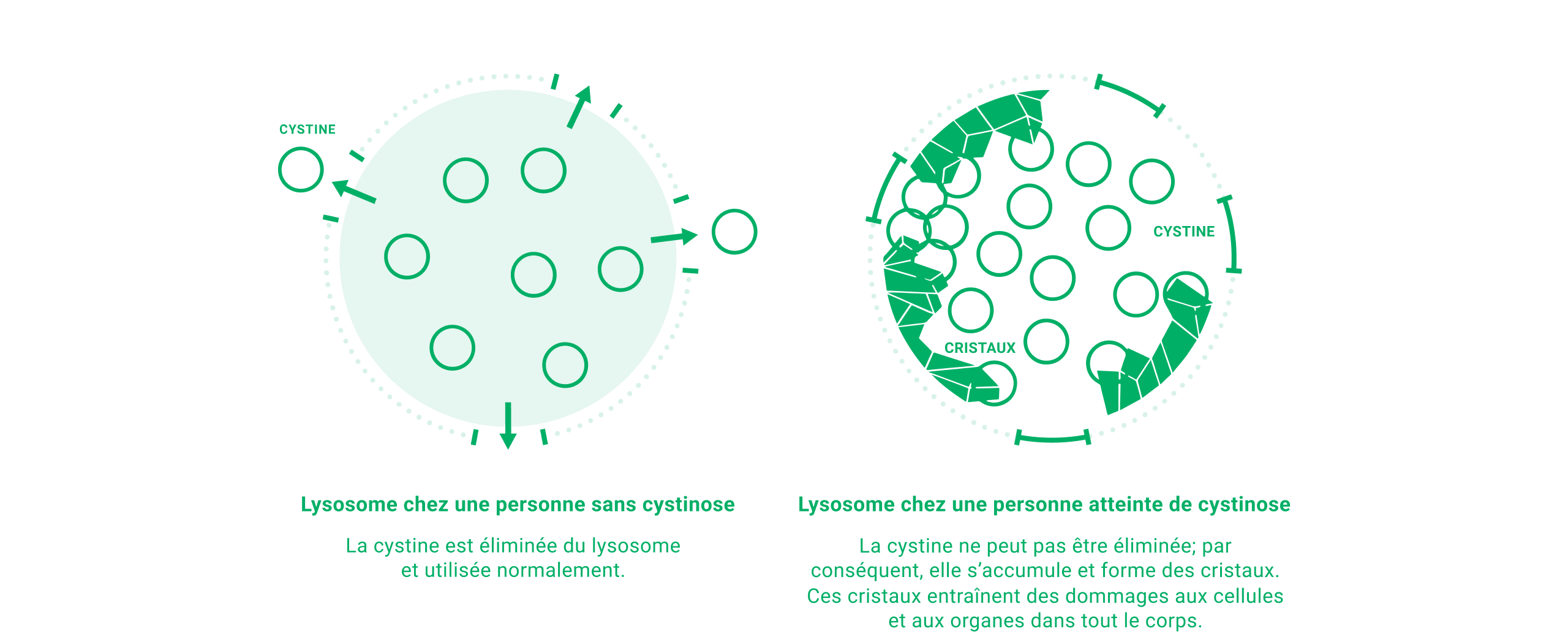 depiction of how cystine affects cells in the body