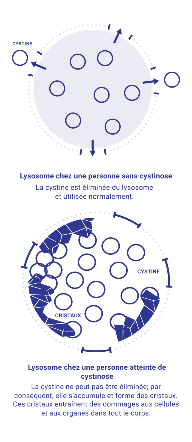 depiction of how cystine affects cells in the body