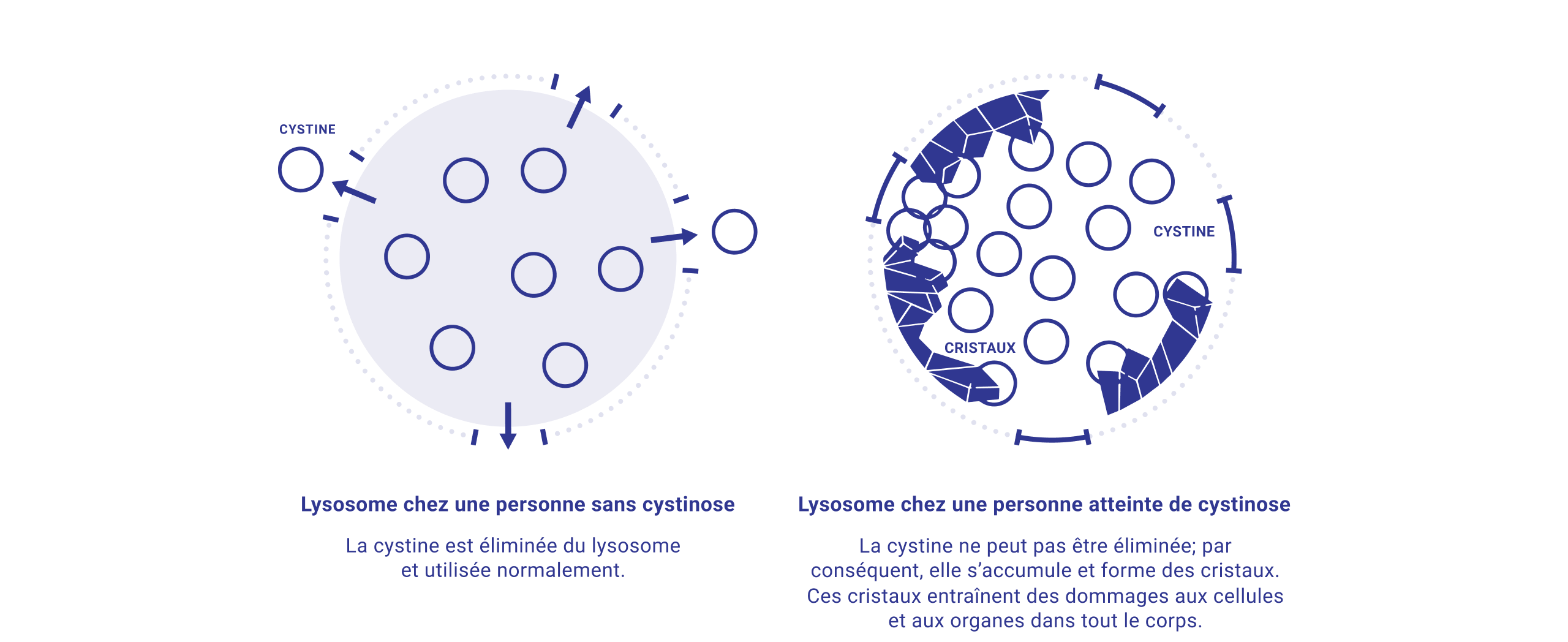 depiction of how cystine affects cells in the body